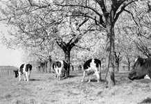 841034 Afbeelding van koeien in een bloeiende boomgaard aan de Smidsdijk bij Cothen.